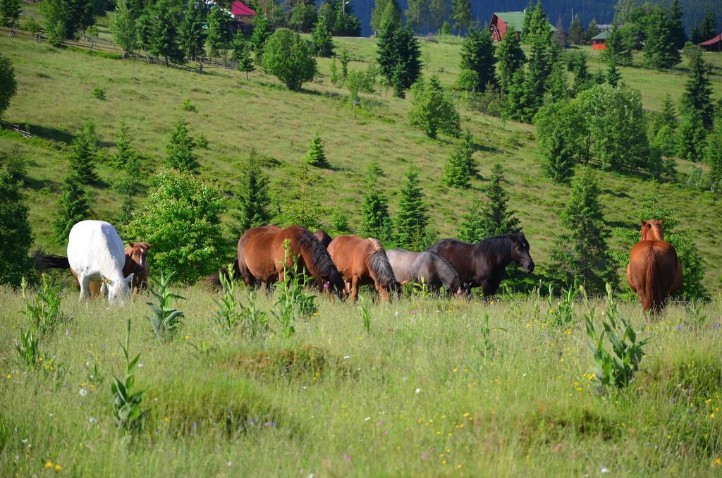 Pension Doru Beliş Buitenkant foto